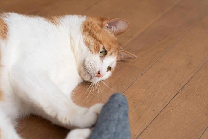 「しつこいおねだり」への対処法3選, 1.猫の要求を先回りする, 2.猫だけでも楽しめる環境をつくる, 猫の「要求鳴き」「激しいちょっかい」に根負けするリスク