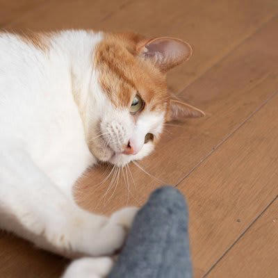 「しつこいおねだり」への対処法3選, 1.猫の要求を先回りする, 2.猫だけでも楽しめる環境をつくる, 猫の「要求鳴き」「激しいちょっかい」に根負けするリスク