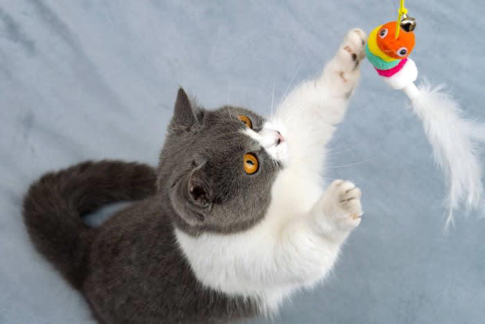 「しつこいおねだり」への対処法3選, 1.猫の要求を先回りする, 2.猫だけでも楽しめる環境をつくる, 猫の「要求鳴き」「激しいちょっかい」に根負けするリスク