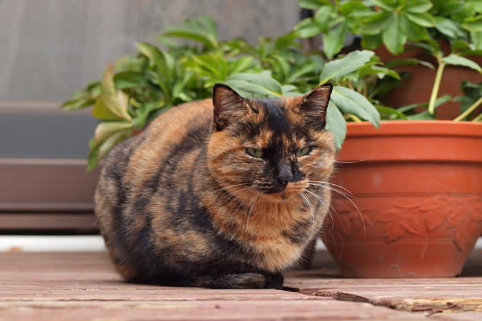 1.三毛猫・サビ猫・茶トラ猫の毛色の秘密, 既知の内容｜性別と深い関連性を持つ「O遺伝子」, 今回の研究で解明されたこと, 日本とアメリカの研究者が別々に研究を進めほぼ同時に発表！, 2.家畜化が変化させた猫のゴロゴロ鳴き, 今回の研究で解明されたこと, 3.飼い主のニオイを嗅ぎ分ける飼い猫, 既知の内容｜猫の嗅覚の活用法, 今回の研究で解明されたこと