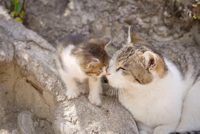 1.三毛猫・サビ猫・茶トラ猫の毛色の秘密, 既知の内容｜性別と深い関連性を持つ「O遺伝子」, 今回の研究で解明されたこと, 日本とアメリカの研究者が別々に研究を進めほぼ同時に発表！, 2.家畜化が変化させた猫のゴロゴロ鳴き, 今回の研究で解明されたこと, 3.飼い主のニオイを嗅ぎ分ける飼い猫, 既知の内容｜猫の嗅覚の活用法, 今回の研究で解明されたこと