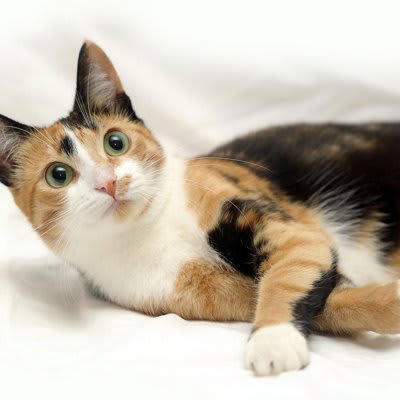 1.三毛猫・サビ猫・茶トラ猫の毛色の秘密, 既知の内容｜性別と深い関連性を持つ「O遺伝子」, 今回の研究で解明されたこと, 日本とアメリカの研究者が別々に研究を進めほぼ同時に発表！, 2.家畜化が変化させた猫のゴロゴロ鳴き, 今回の研究で解明されたこと, 3.飼い主のニオイを嗅ぎ分ける飼い猫, 既知の内容｜猫の嗅覚の活用法, 今回の研究で解明されたこと