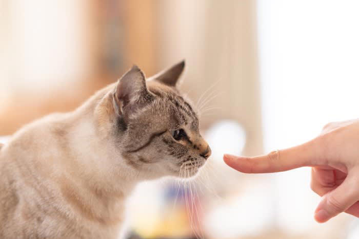 1.三毛猫・サビ猫・茶トラ猫の毛色の秘密, 既知の内容｜性別と深い関連性を持つ「O遺伝子」, 今回の研究で解明されたこと, 日本とアメリカの研究者が別々に研究を進めほぼ同時に発表！, 2.家畜化が変化させた猫のゴロゴロ鳴き, 今回の研究で解明されたこと, 3.飼い主のニオイを嗅ぎ分ける飼い猫, 既知の内容｜猫の嗅覚の活用法, 今回の研究で解明されたこと