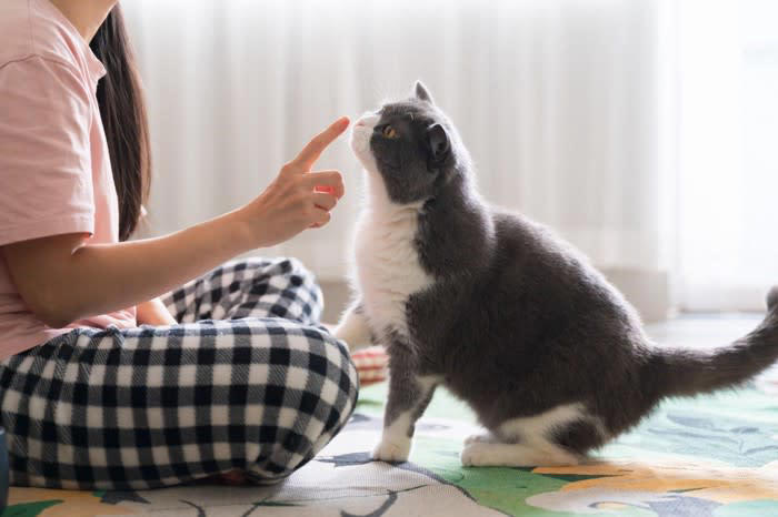 1.目を合わせない・逸らす, 2.体を密着させない・触れさせない, 3.喉を鳴らさない（ゴロゴロしない）, 4.ニオイを嗅がせない・擦り付けない, 5.お腹を見せない, 6.近くで排泄しない・粗相する