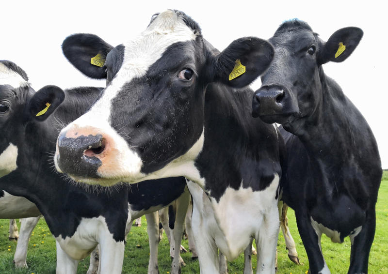 Breaking the mold Helping the planet, Other consequences, "Meat disgust", Defining the term, Old concept, The study, The findings, Also ongoing..., Breaking the mold, Holding true, Statistics, The importance of methane, Little appetite