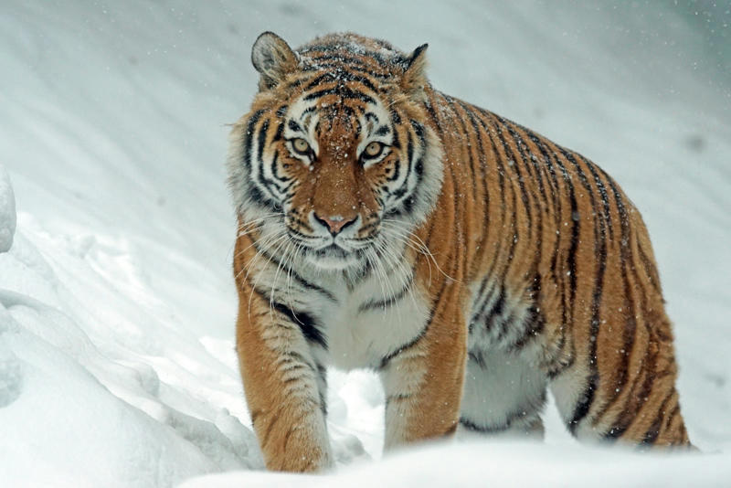 The Royal Bengal Tiger: The Striped King in Peril, Amur Leopard: The Ghost of the Russian Forests, Sumatran Tiger: The Island Phantom, South China Tiger: The Vanishing Stripes, Asiatic Lion: The Last Stand in Gir, Snow Leopard: The Mountain Ghost, Javan Leopard: The Spotted Secret of Java, Indochinese Tiger: The Shadow of Southeast Asia, Persian Leopard: The Survivor of Ancient Lands, Clouded Leopard: The Tree-Top Acrobat, Puma: The Phantom of the Americas, Iberian Lynx: Europe’s Rarest Wildcat, Cheetah: The Speed Demon in Decline, Jaguar: The Jungle’s Shadowy Hunter, Malayan Tiger: Malaysia’s Striped Emblem, Leopard: The Master of Adaptation, Caracal: The Desert’s Red Gold, Sunda Clouded Leopard: Borneo’s Fuzzy Mystery, Fishing Cat: The Wetland Hunter, Rusty-Spotted Cat: The Tiny Treasure, Flat-Headed Cat: The Water Cat Nobody Knows, Pallas’s Cat: The Fluffy Grump of the Steppes, Sand Cat: The Desert’s Secret Survivor, Margay: The Jungle Acrobat, Oncilla: The Mini Leopard of the Forest