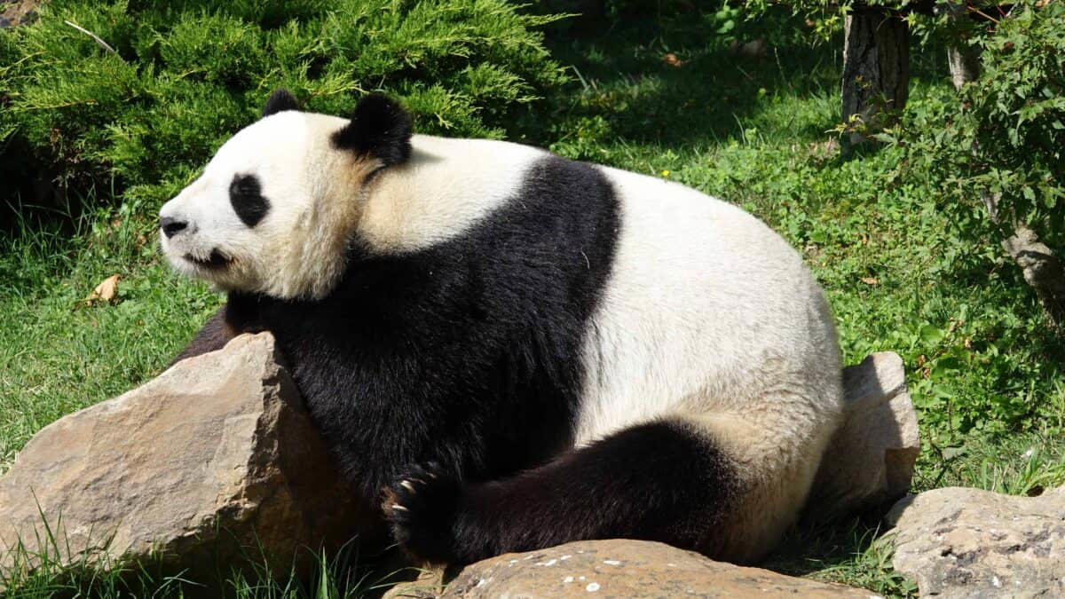 Evolutionary History of Pandas, Camouflage in Snowy Environments, The Dark Fur Advantage in Shaded Forests, Communication Through Facial Markings, Temperature Regulation Hypothesis, The Mystery of the Black Shoulders, Scientific Research Methods, Genetic Basis of Panda Coloration, Comparison to Other Bears, Conservation Implications