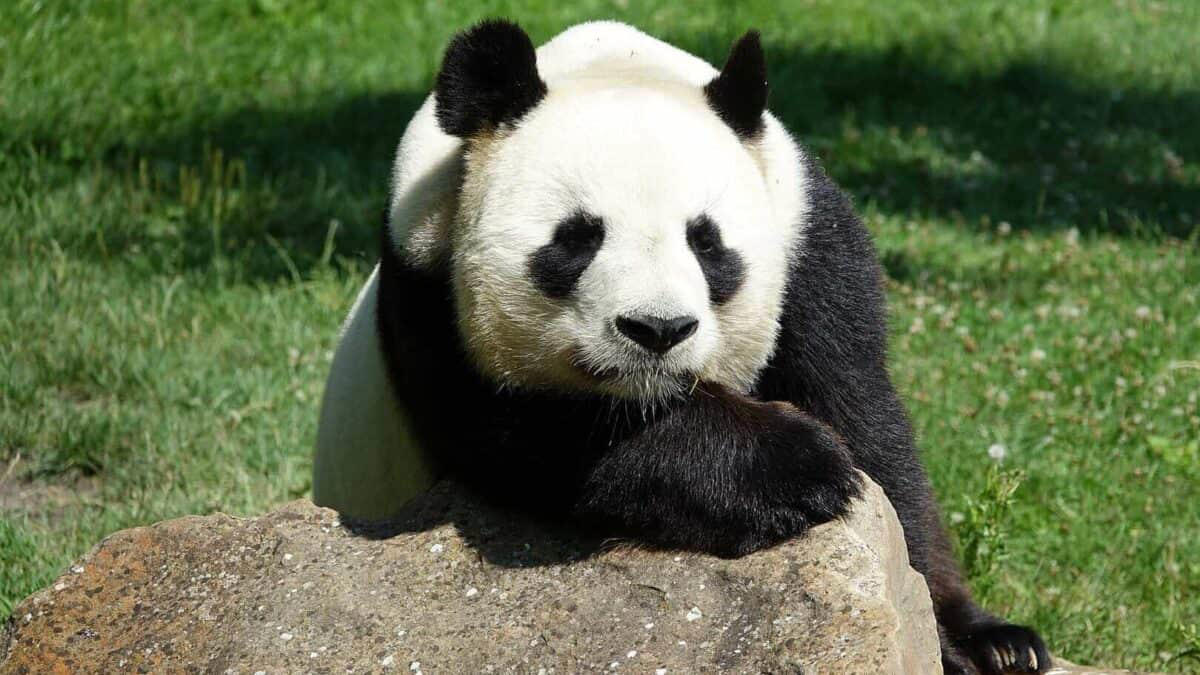 Evolutionary History of Pandas, Camouflage in Snowy Environments, The Dark Fur Advantage in Shaded Forests, Communication Through Facial Markings, Temperature Regulation Hypothesis, The Mystery of the Black Shoulders, Scientific Research Methods, Genetic Basis of Panda Coloration, Comparison to Other Bears, Conservation Implications
