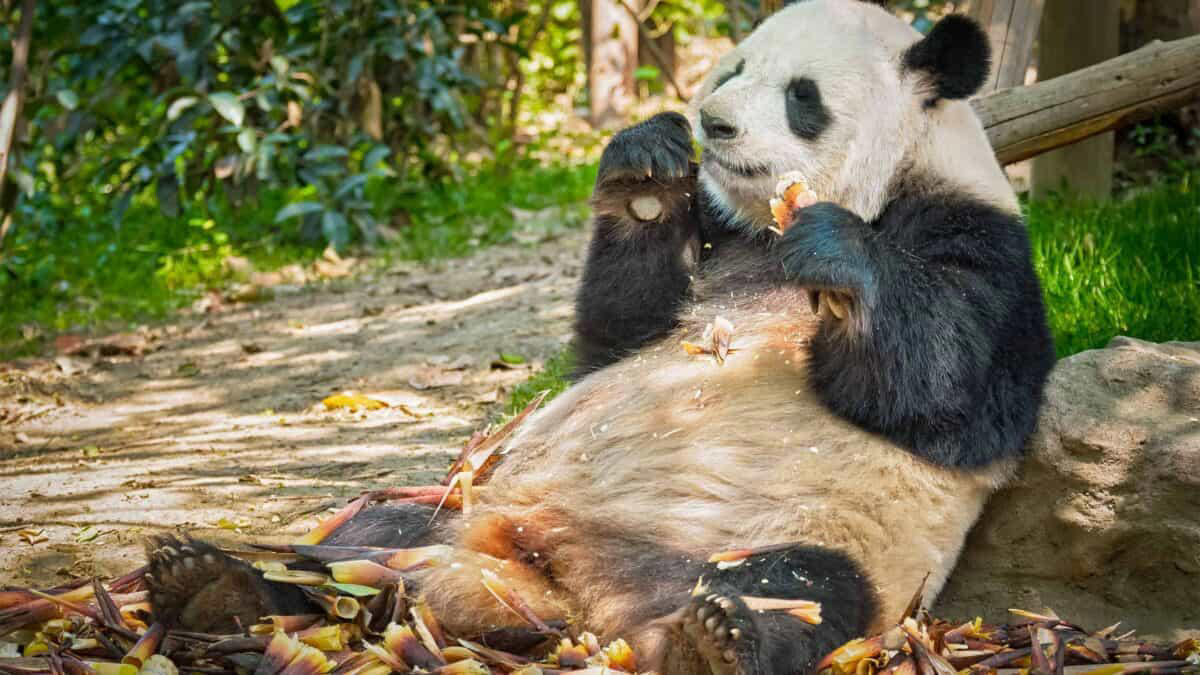 Evolutionary History of Pandas, Camouflage in Snowy Environments, The Dark Fur Advantage in Shaded Forests, Communication Through Facial Markings, Temperature Regulation Hypothesis, The Mystery of the Black Shoulders, Scientific Research Methods, Genetic Basis of Panda Coloration, Comparison to Other Bears, Conservation Implications
