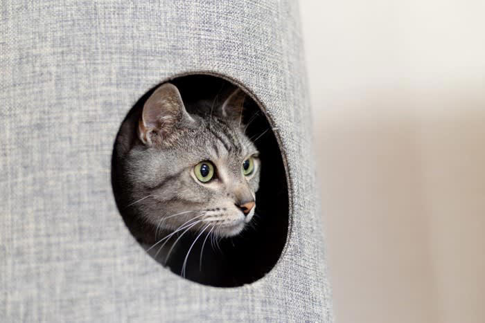 1.人間の動きを観察している, 2.飼い主さんに構ってほしい, 3.狩りをしようと狙っている, 4.警戒している