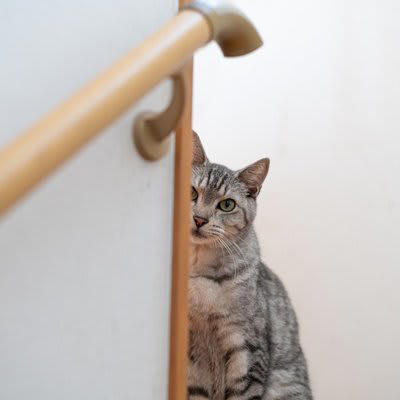 1.人間の動きを観察している, 2.飼い主さんに構ってほしい, 3.狩りをしようと狙っている, 4.警戒している