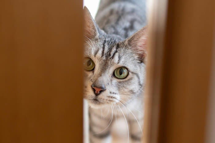 1.人間の動きを観察している, 2.飼い主さんに構ってほしい, 3.狩りをしようと狙っている, 4.警戒している