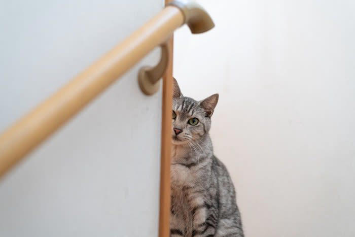 1.人間の動きを観察している, 2.飼い主さんに構ってほしい, 3.狩りをしようと狙っている, 4.警戒している