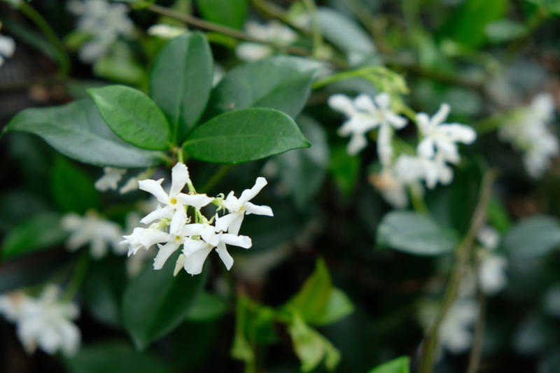 How to Grow Jasmine, Types of Jasmine, Common Problems with Jasmine, Is Jasmine Toxic to Pets?