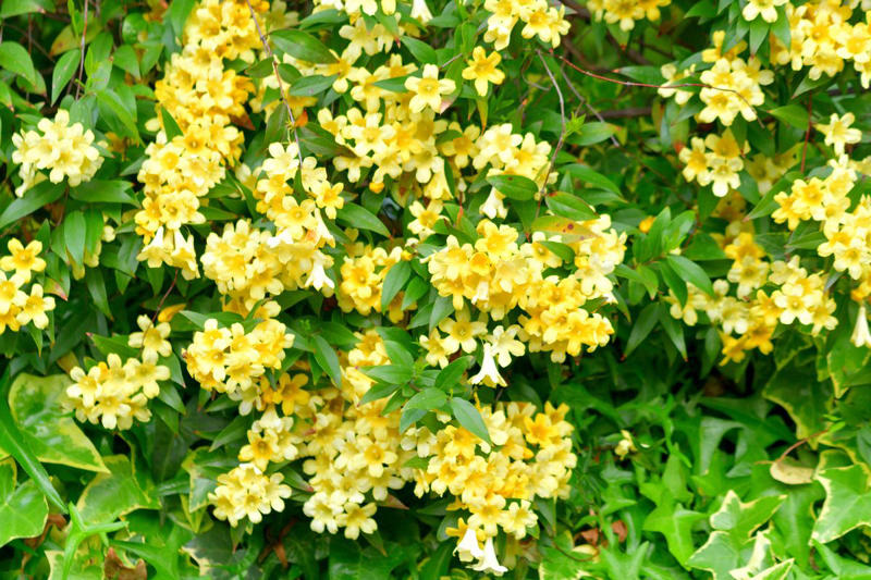 How to Grow Jasmine, Types of Jasmine, Common Problems with Jasmine, Is Jasmine Toxic to Pets?