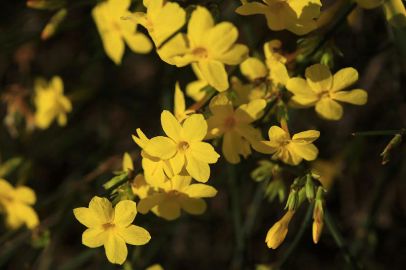 How to Grow Jasmine, Types of Jasmine, Common Problems with Jasmine, Is Jasmine Toxic to Pets?