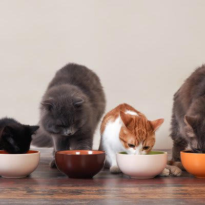 猫の置き餌が危険な3つの理由, 1.肥満・消化器疾患・糖尿病のリスクが上がる, 2.フードの衛生問題・フードの劣化を招く, 3.健康管理がしにくくなる, 猫に置き餌をするときの注意点, 1日の総エネルギーを超えない