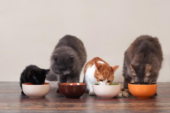 猫の置き餌が危険な3つの理由, 1.肥満・消化器疾患・糖尿病のリスクが上がる, 2.フードの衛生問題・フードの劣化を招く, 3.健康管理がしにくくなる, 猫に置き餌をするときの注意点, 1日の総エネルギーを超えない