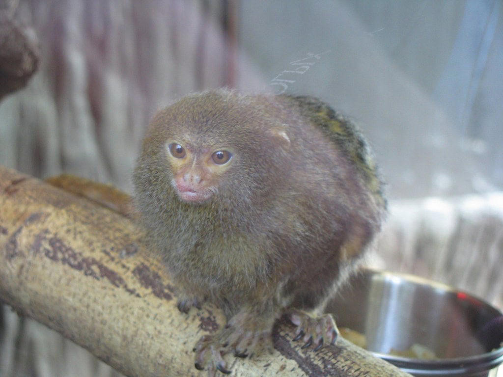 Conservation Status and Threats Remarkable Size and Proportions, Evolutionary History and Classification, Geographic Distribution and Habitat, Distinctive Physical Features, Specialized Diet and Feeding Habits, Complex Social Structure, Reproductive Biology and Growth, Adaptations for Survival, Ecological Importance, Conservation Status and Threats, Research Challenges and Scientific Significance, Captive Care Considerations, Remarkable Adaptations of Nature's Miniature Monkey