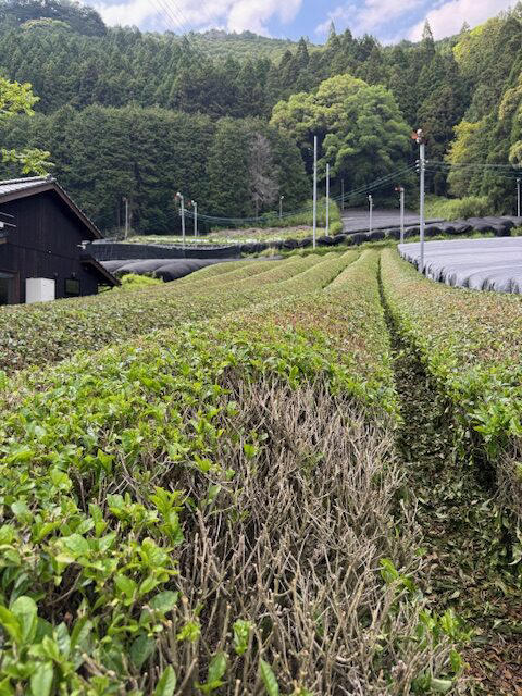 Tea Varieties, Sustainable Farming, Brewing the Matcha, Tea Tastings Flight