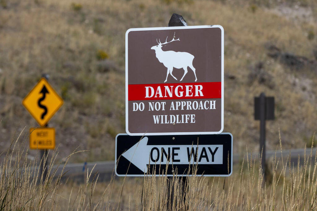 Rare, but not unheard of, Nothing could have been done, A cautionary tale for visitors, Front row seat to nature