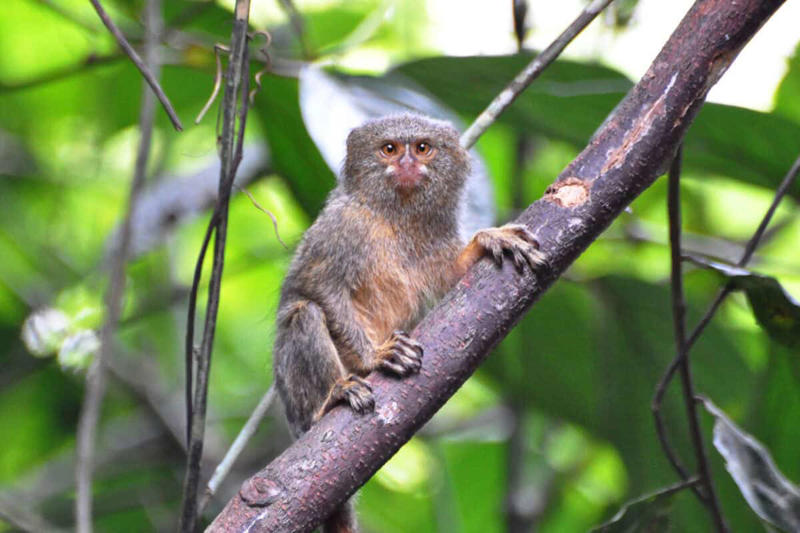 Adaptations for Survival Remarkable Size and Proportions, Evolutionary History and Classification, Geographic Distribution and Habitat, Distinctive Physical Features, Specialized Diet and Feeding Habits, Complex Social Structure, Reproductive Biology and Growth, Adaptations for Survival, Ecological Importance, Conservation Status and Threats, Research Challenges and Scientific Significance, Captive Care Considerations, Remarkable Adaptations of Nature's Miniature Monkey