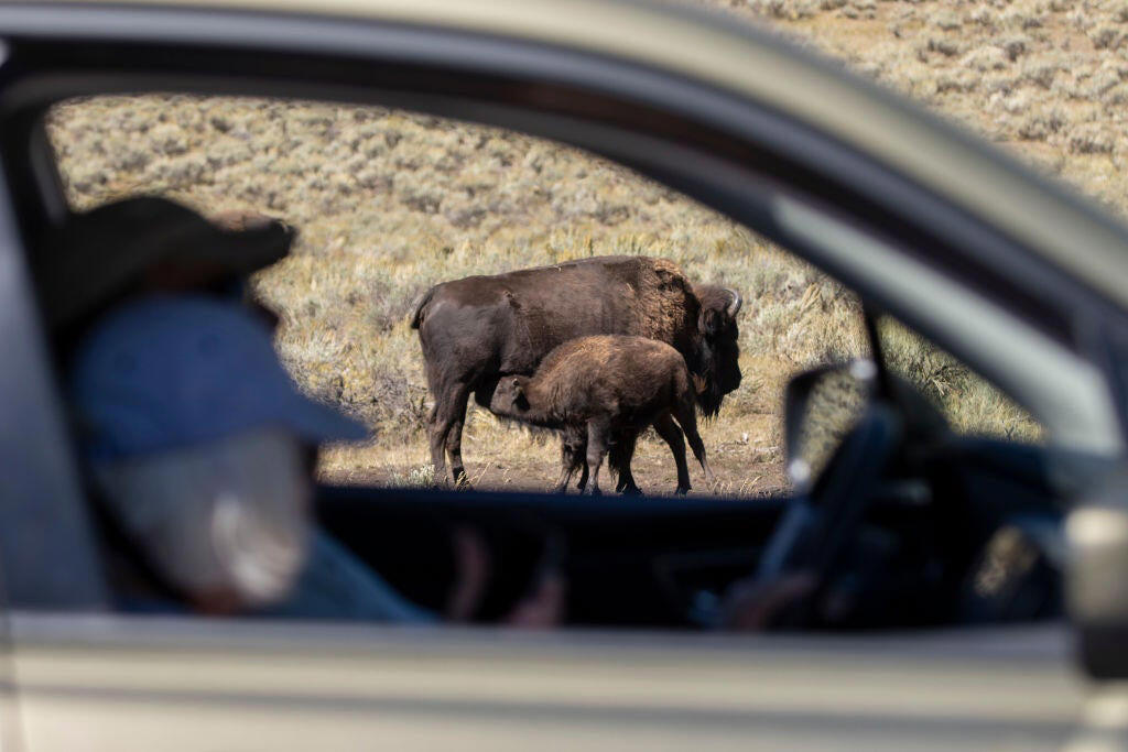 Rare, but not unheard of, Nothing could have been done, A cautionary tale for visitors, Front row seat to nature