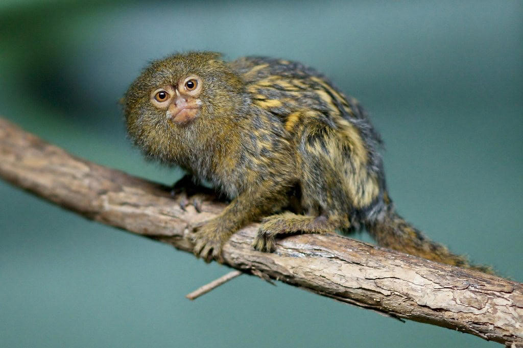 Reproductive Biology and Growth Remarkable Size and Proportions, Evolutionary History and Classification, Geographic Distribution and Habitat, Distinctive Physical Features, Specialized Diet and Feeding Habits, Complex Social Structure, Reproductive Biology and Growth, Adaptations for Survival, Ecological Importance, Conservation Status and Threats, Research Challenges and Scientific Significance, Captive Care Considerations, Remarkable Adaptations of Nature's Miniature Monkey