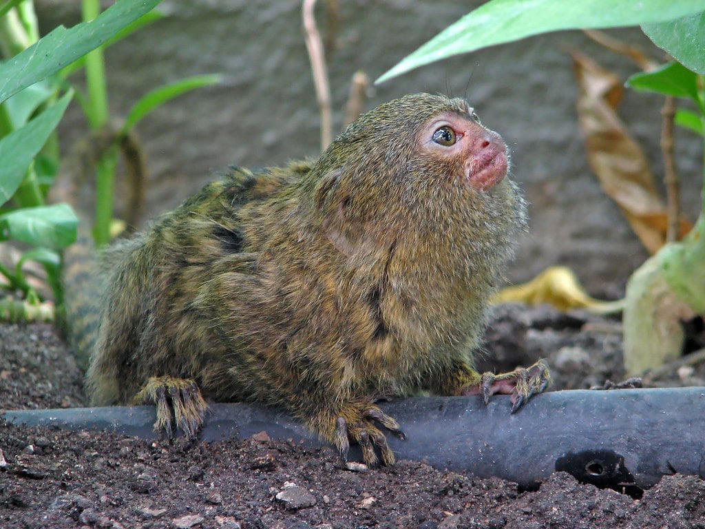 Remarkable Adaptations of Nature's Miniature Monkey Remarkable Size and Proportions, Evolutionary History and Classification, Geographic Distribution and Habitat, Distinctive Physical Features, Specialized Diet and Feeding Habits, Complex Social Structure, Reproductive Biology and Growth, Adaptations for Survival, Ecological Importance, Conservation Status and Threats, Research Challenges and Scientific Significance, Captive Care Considerations, Remarkable Adaptations of Nature's Miniature Monkey