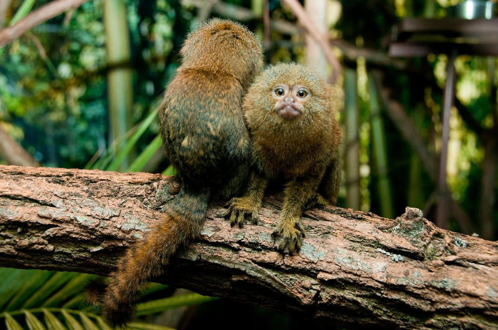 Captive Care Considerations Remarkable Size and Proportions, Evolutionary History and Classification, Geographic Distribution and Habitat, Distinctive Physical Features, Specialized Diet and Feeding Habits, Complex Social Structure, Reproductive Biology and Growth, Adaptations for Survival, Ecological Importance, Conservation Status and Threats, Research Challenges and Scientific Significance, Captive Care Considerations, Remarkable Adaptations of Nature's Miniature Monkey