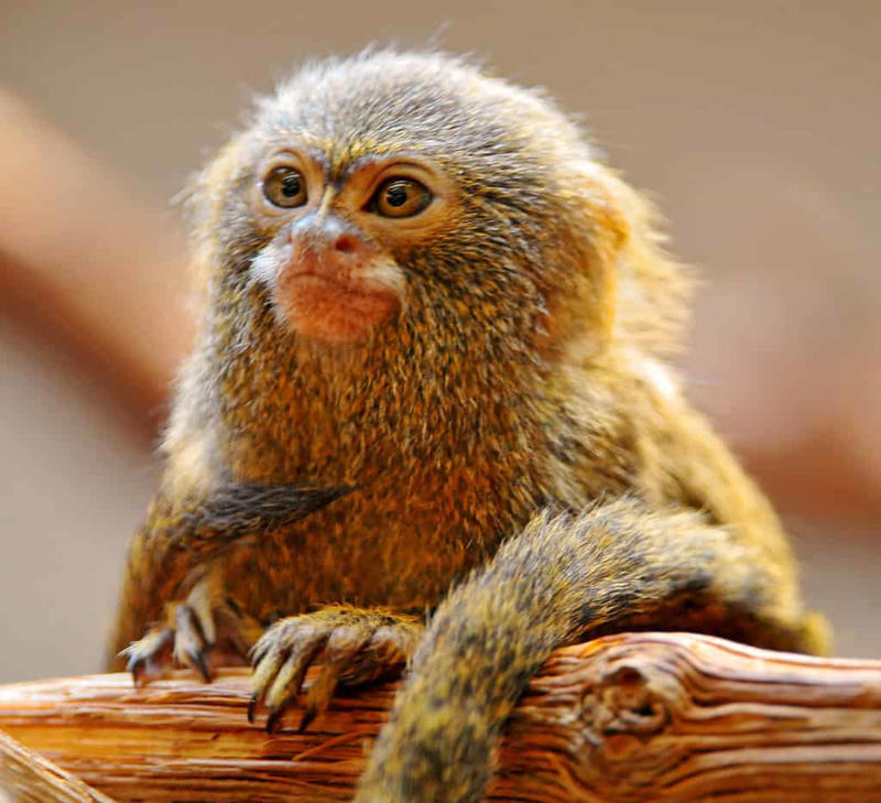 Geographic Distribution and Habitat Remarkable Size and Proportions, Evolutionary History and Classification, Geographic Distribution and Habitat, Distinctive Physical Features, Specialized Diet and Feeding Habits, Complex Social Structure, Reproductive Biology and Growth, Adaptations for Survival, Ecological Importance, Conservation Status and Threats, Research Challenges and Scientific Significance, Captive Care Considerations, Remarkable Adaptations of Nature's Miniature Monkey