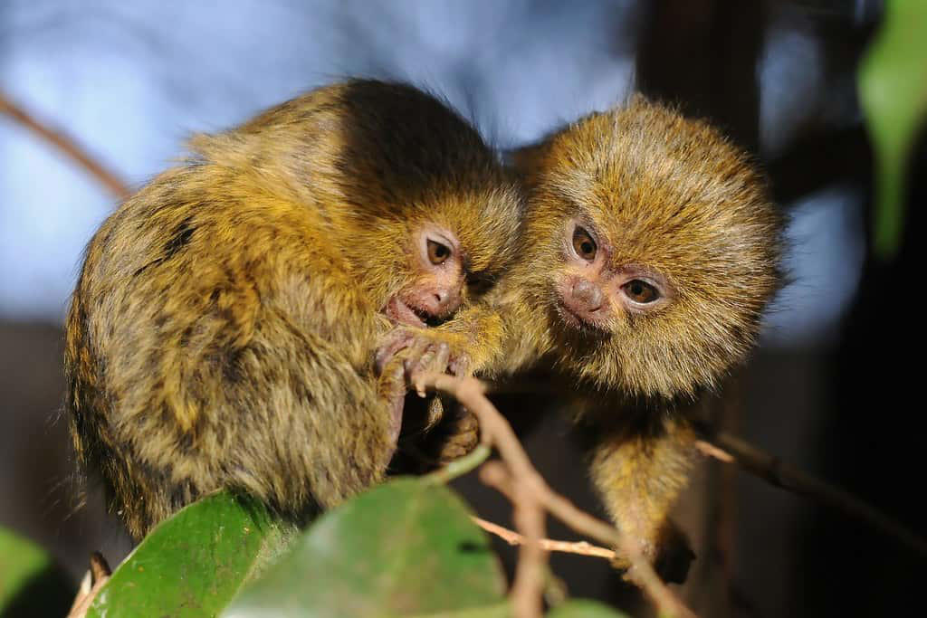 Research Challenges and Scientific Significance Remarkable Size and Proportions, Evolutionary History and Classification, Geographic Distribution and Habitat, Distinctive Physical Features, Specialized Diet and Feeding Habits, Complex Social Structure, Reproductive Biology and Growth, Adaptations for Survival, Ecological Importance, Conservation Status and Threats, Research Challenges and Scientific Significance, Captive Care Considerations, Remarkable Adaptations of Nature's Miniature Monkey