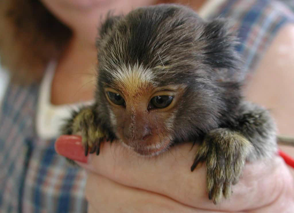 Evolutionary History and Classification Remarkable Size and Proportions, Evolutionary History and Classification, Geographic Distribution and Habitat, Distinctive Physical Features, Specialized Diet and Feeding Habits, Complex Social Structure, Reproductive Biology and Growth, Adaptations for Survival, Ecological Importance, Conservation Status and Threats, Research Challenges and Scientific Significance, Captive Care Considerations, Remarkable Adaptations of Nature's Miniature Monkey