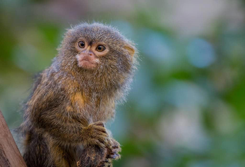 Ecological Importance Remarkable Size and Proportions, Evolutionary History and Classification, Geographic Distribution and Habitat, Distinctive Physical Features, Specialized Diet and Feeding Habits, Complex Social Structure, Reproductive Biology and Growth, Adaptations for Survival, Ecological Importance, Conservation Status and Threats, Research Challenges and Scientific Significance, Captive Care Considerations, Remarkable Adaptations of Nature's Miniature Monkey