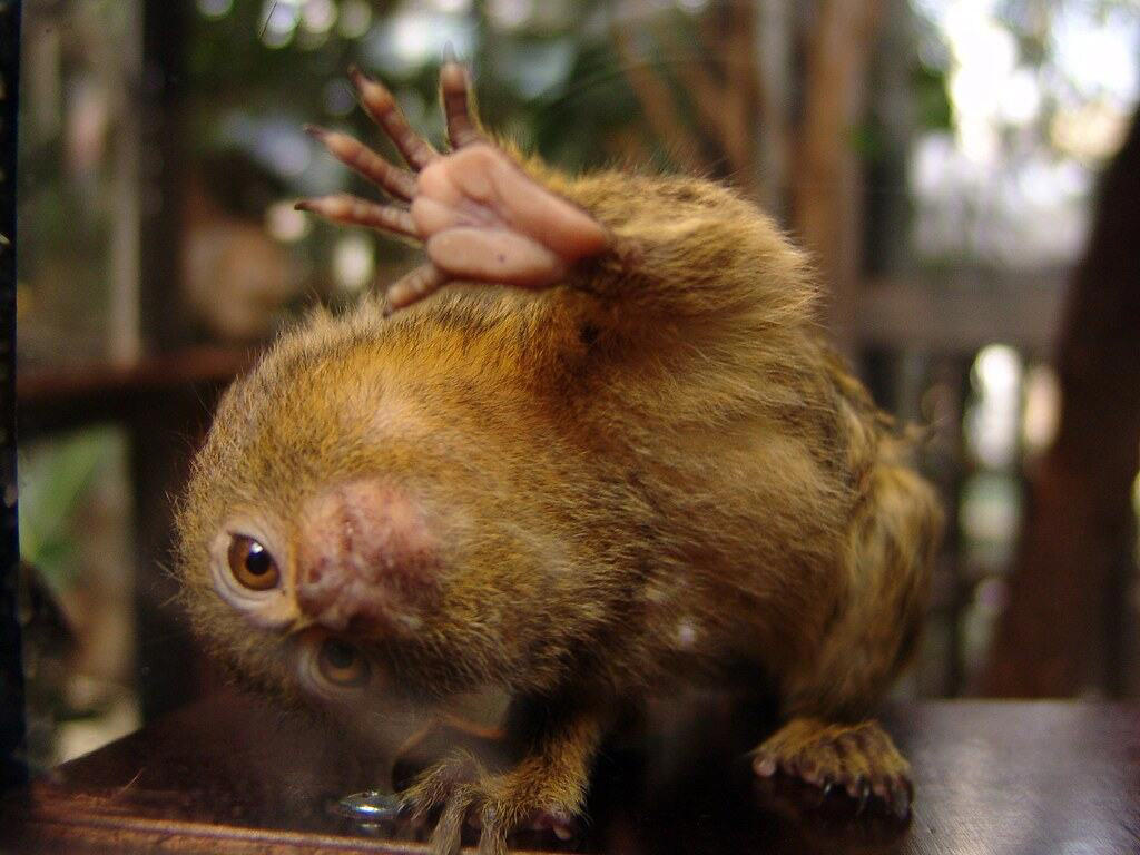 Distinctive Physical Features Remarkable Size and Proportions, Evolutionary History and Classification, Geographic Distribution and Habitat, Distinctive Physical Features, Specialized Diet and Feeding Habits, Complex Social Structure, Reproductive Biology and Growth, Adaptations for Survival, Ecological Importance, Conservation Status and Threats, Research Challenges and Scientific Significance, Captive Care Considerations, Remarkable Adaptations of Nature's Miniature Monkey