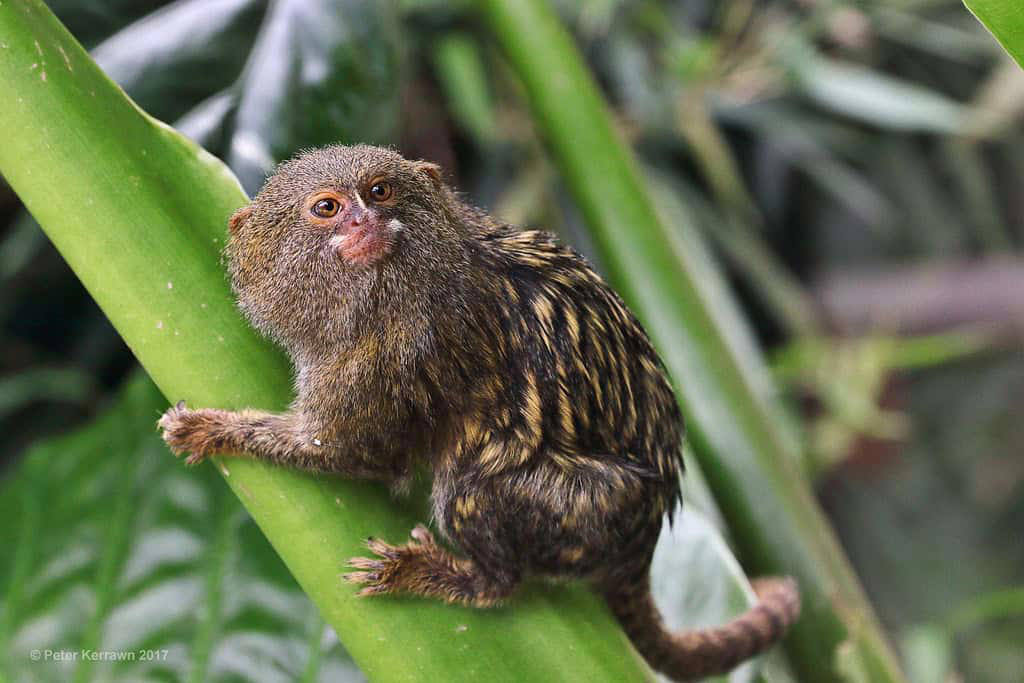 Complex Social Structure Remarkable Size and Proportions, Evolutionary History and Classification, Geographic Distribution and Habitat, Distinctive Physical Features, Specialized Diet and Feeding Habits, Complex Social Structure, Reproductive Biology and Growth, Adaptations for Survival, Ecological Importance, Conservation Status and Threats, Research Challenges and Scientific Significance, Captive Care Considerations, Remarkable Adaptations of Nature's Miniature Monkey