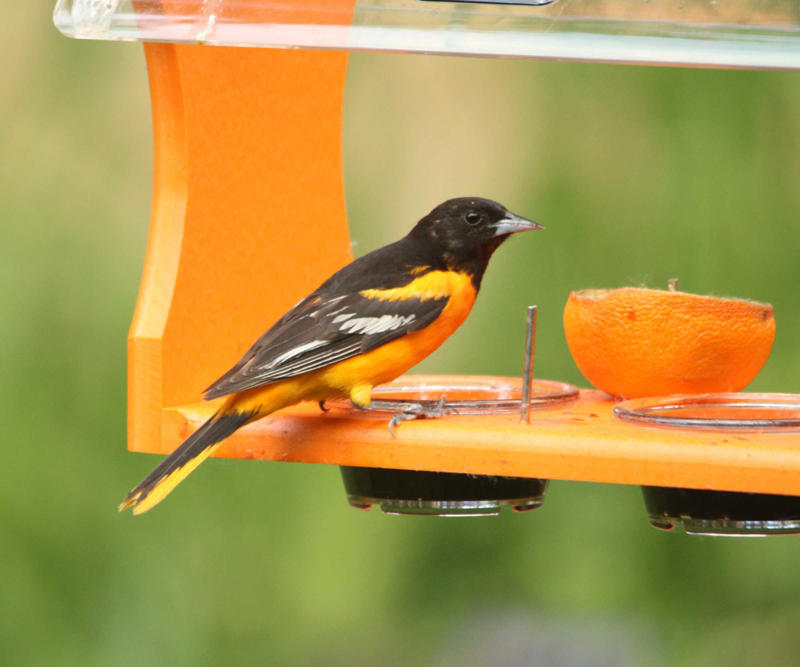 Put out nectar feeders, Try offering other sweet treats, Other ways to make your yard more enticing , FAQs