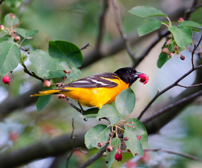 Put out nectar feeders, Try offering other sweet treats, Other ways to make your yard more enticing , FAQs