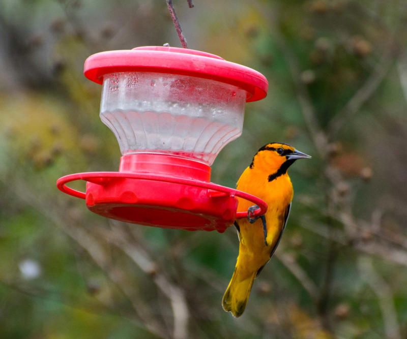 Put out nectar feeders, Try offering other sweet treats, Other ways to make your yard more enticing , FAQs