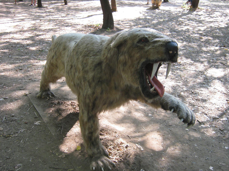 Not Just a Tiger — 8 Wild Truths About the Saber-Toothed Cat’s Name Sabers That Could Slice a Watermelon, Jaws Built for Power, Not Speed, Shoulders Like a Weightlifter’s, Paws Perfect for Pouncing, Short Tails for a Quick Pivot, Backbones of Steely Strength, Hips That Hint at Ambush, Claws for Crushing, Not Climbing, Skulls Shaped for Showdowns, Noses Made for Scent Sleuthing, Knees Ready for Wrestling, Baby Bones Tell a Family Tale, Jaw Joints That Open Wide, Wrist Bones for Grappling, Teeth Built for Show and Tell, Rib Cages for Deep Breaths, Spine Flexibility for Sudden Strikes, Hind Legs for Hidden Speed, Ear Bones for Eavesdropping, Dental Clues of a Rough Life, Shoulder Scars from Survival, Hip Dysplasia in Ancient Cats, Saber Breaks and Comebacks