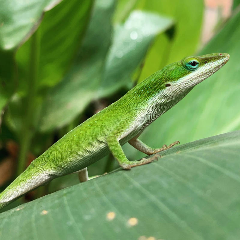 14. Chameleon, 13. Cuttlefish, 12. Pacific Tree Frog, 11. Flounder, 10. Golden Tortoise Beetle, 9. Mimic Octopus, 8. Green Anole, 7. Seahorse, 6. Arctic Fox, 5. Indian Rock Agama, 4. Peppered Moth, 3. Eastern Fence Lizard, 2. Moorish Gecko, 1. Panther Chameleon
