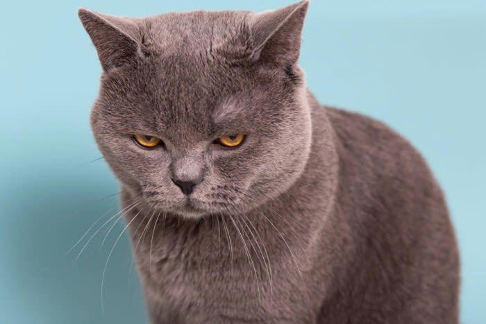 猫もうつ病になる？, 猫のうつ病初期にみられる3つの症状, 1.グルーミングをしなくなる、または過剰になる, 2.好きだった遊びや食事に興味を示さない, 3.まわりのことに反応しなくなる, 自宅でできる愛猫のメンタルケア