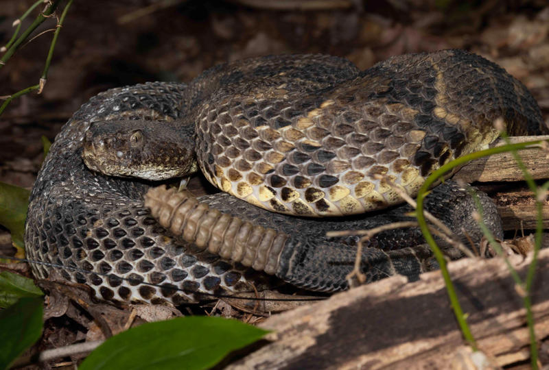 Eastern copperhead snake, Timber rattlesnake, Black widow spiders, Snapping turtles, Mosquitoes