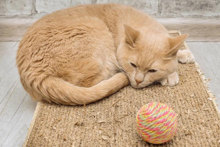 猫もうつ病になる？, 猫のうつ病初期にみられる3つの症状, 1.グルーミングをしなくなる、または過剰になる, 2.好きだった遊びや食事に興味を示さない, 3.まわりのことに反応しなくなる, 自宅でできる愛猫のメンタルケア