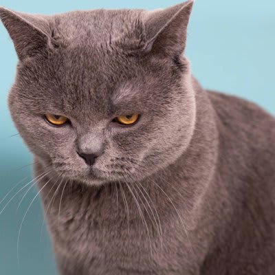 猫もうつ病になる？, 猫のうつ病初期にみられる3つの症状, 1.グルーミングをしなくなる、または過剰になる, 2.好きだった遊びや食事に興味を示さない, 3.まわりのことに反応しなくなる, 自宅でできる愛猫のメンタルケア