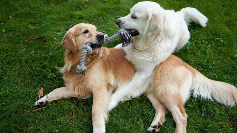 The Evolutionary Basis for Dog Staring, The "Love Hormone" Connection, Hunger and Resource Solicitation, Anticipation of Activity, Confusion and Information Gathering, Attention-Seeking Behavior, Expressing Devotion and Affection, Monitoring Your Emotional State, Territorial or Protective Watching, Medical Considerations Behind Excessive Staring, How to Respond to Different Types of Stares, Understanding the Language of Canine Gazes