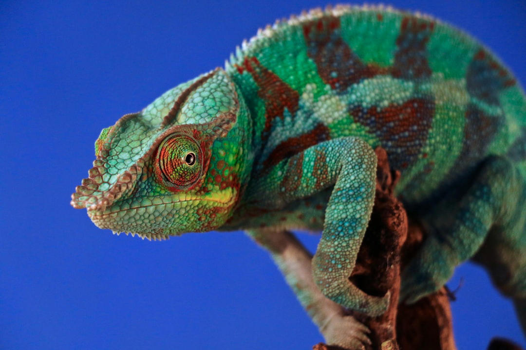 14. Chameleon, 13. Cuttlefish, 12. Pacific Tree Frog, 11. Flounder, 10. Golden Tortoise Beetle, 9. Mimic Octopus, 8. Green Anole, 7. Seahorse, 6. Arctic Fox, 5. Indian Rock Agama, 4. Peppered Moth, 3. Eastern Fence Lizard, 2. Moorish Gecko, 1. Panther Chameleon