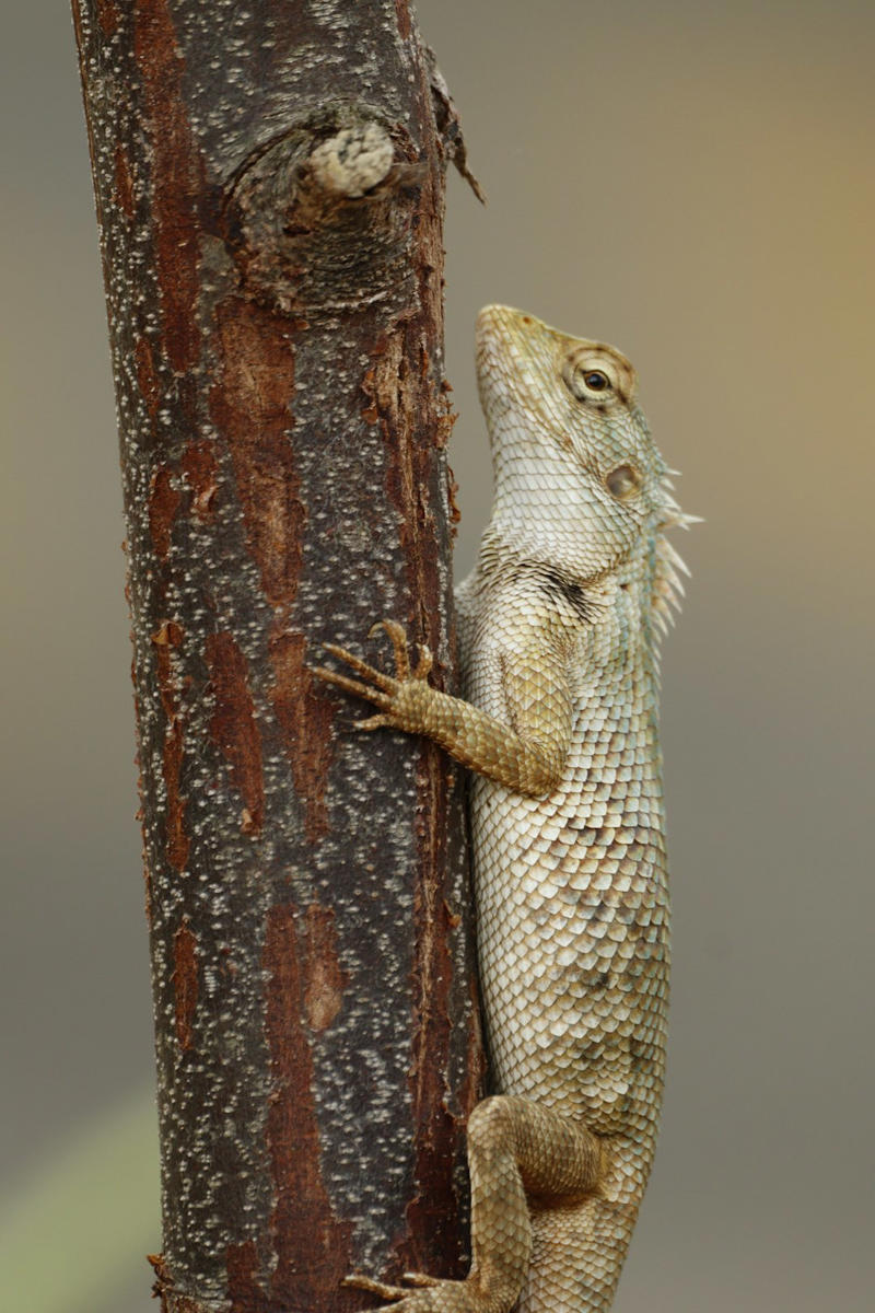 14. Chameleon, 13. Cuttlefish, 12. Pacific Tree Frog, 11. Flounder, 10. Golden Tortoise Beetle, 9. Mimic Octopus, 8. Green Anole, 7. Seahorse, 6. Arctic Fox, 5. Indian Rock Agama, 4. Peppered Moth, 3. Eastern Fence Lizard, 2. Moorish Gecko, 1. Panther Chameleon