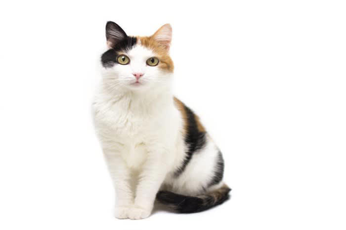 自分の体に巻きつけるとき, 他の猫に巻きつけるとき, 3.信頼している, 人間に巻きつけるとき