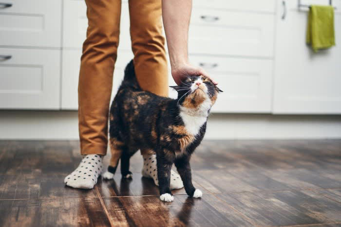 自分の体に巻きつけるとき, 他の猫に巻きつけるとき, 3.信頼している, 人間に巻きつけるとき